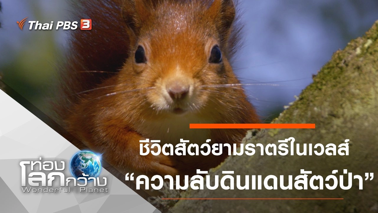 ชีวิตสัตว์ยามราตรีในเวลส์ ตอน ความลับดินแดนสัตว์ป่า