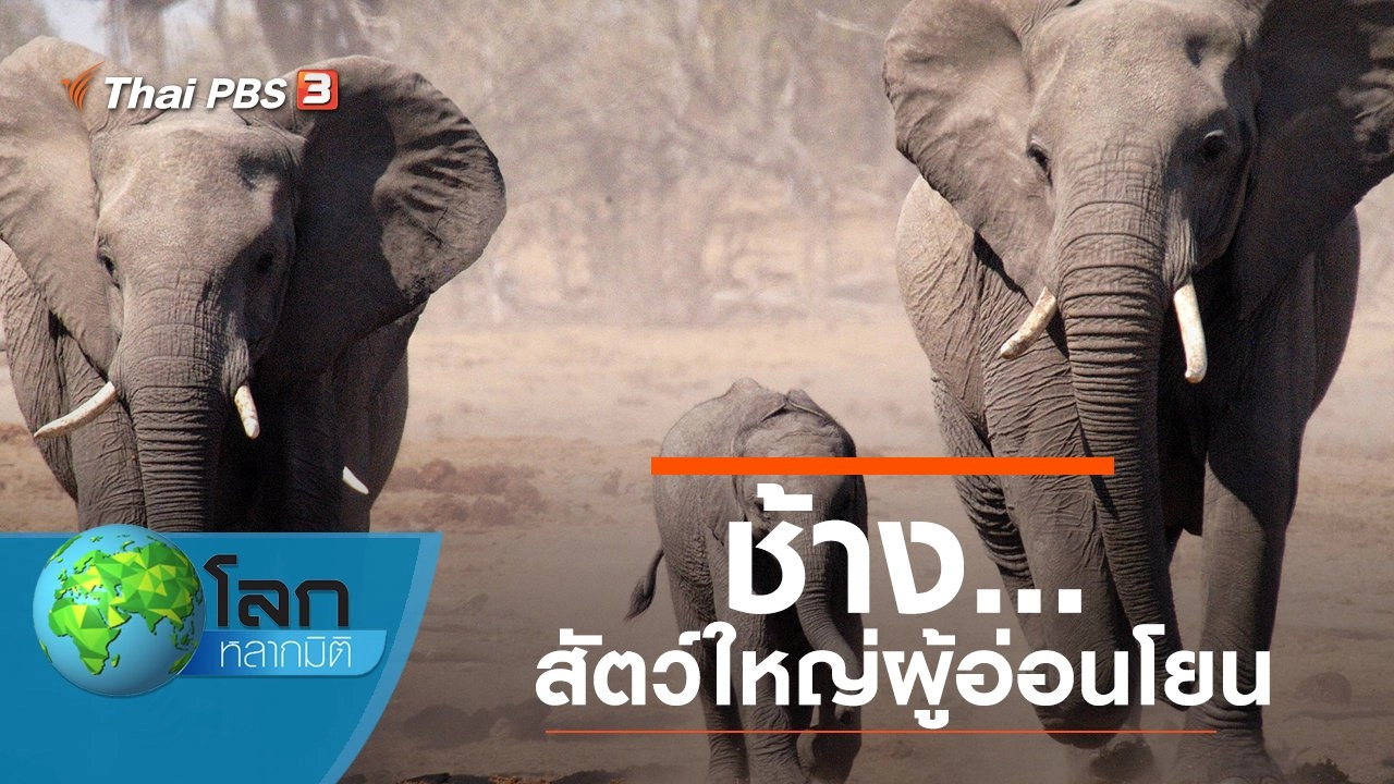 ช้าง...สัตว์ใหญ่ผู้อ่อนโยน