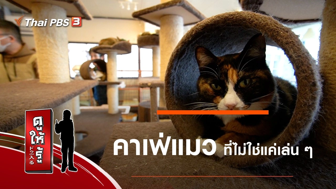 คาเฟ่แมวที่ไม่ใช่แค่เล่น ๆ