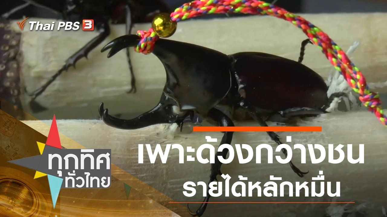 เพาะด้วงกว่างชนรายได้หลักหมื่น