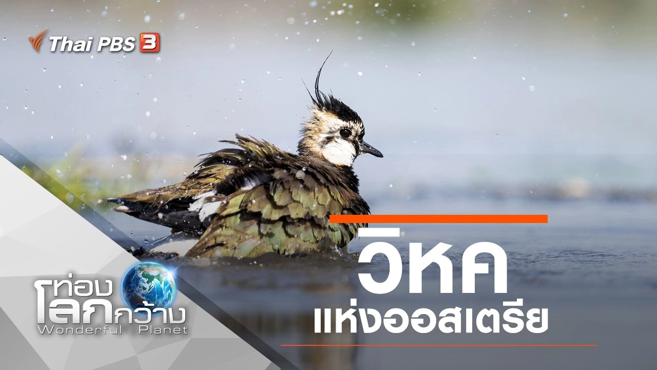 วิหคแห่งออสเตรีย