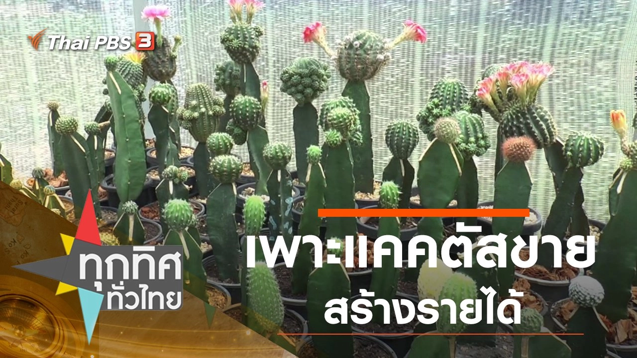 เพาะแคคตัสขายสร้างรายได้