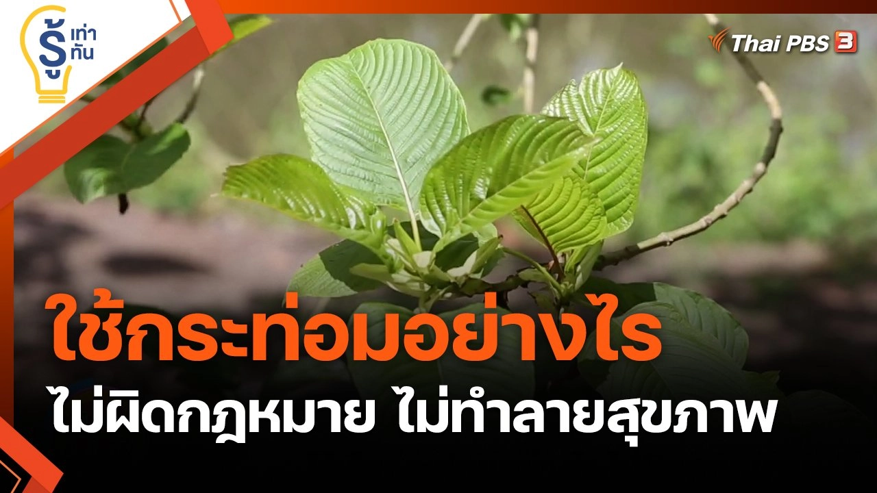 ใช้กระท่อมอย่างไร ไม่ผิดกฎหมาย ไม่ทำลายสุขภาพ