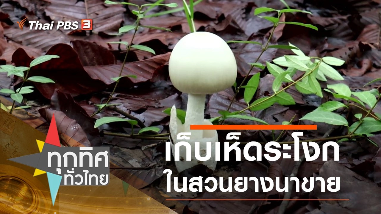 เก็บเห็ดระโงกในสวนยางนาขาย