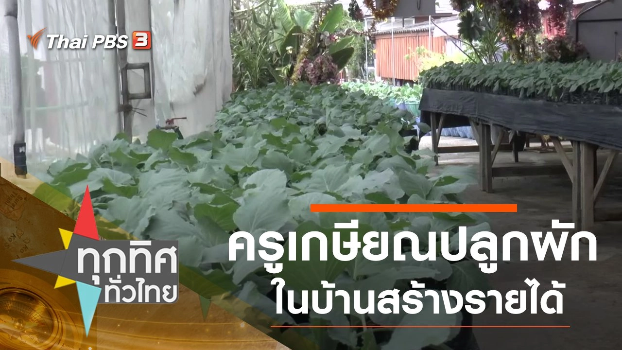 ครูเกษียณปลูกผักในบ้านสร้างรายได้