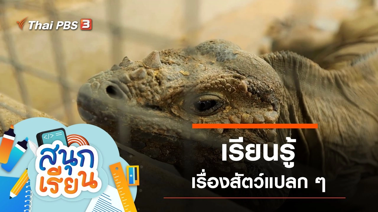 เรียนรู้เรื่องสัตว์แปลก ๆ