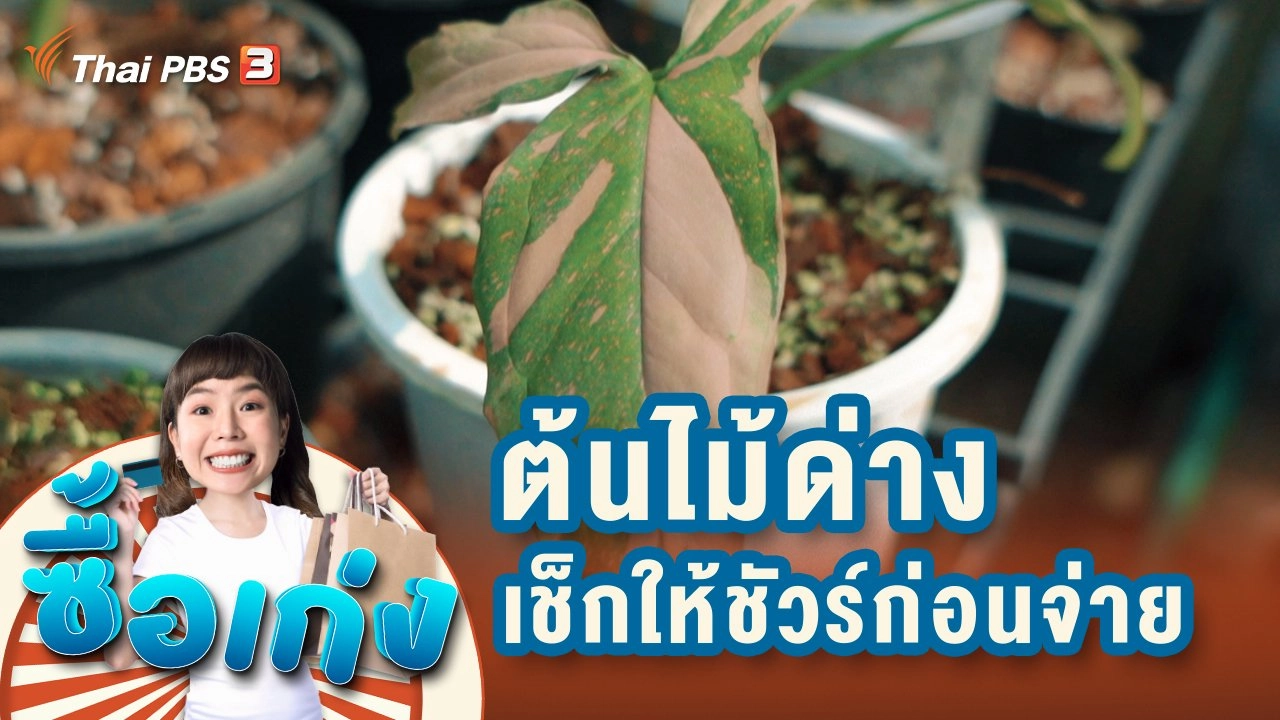 ต้นไม้ด่าง