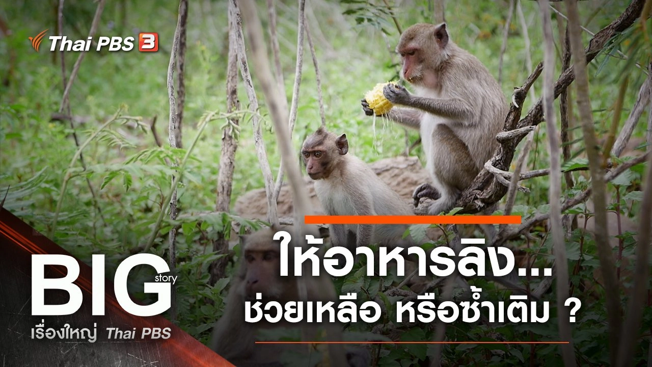 ให้อาหารลิง...ช่วยเหลือ หรือซ้ำเติม ?