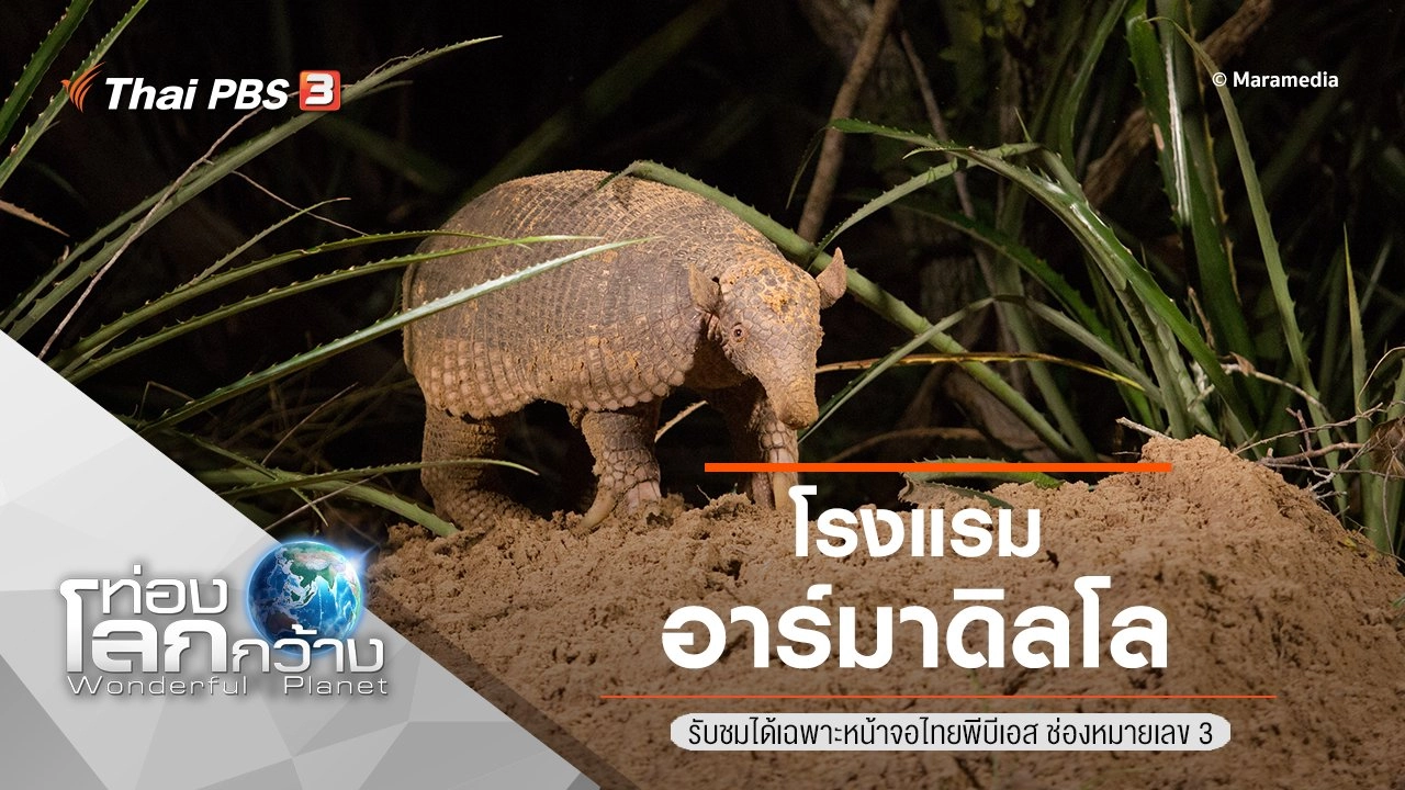 โรงแรมอาร์มาดิลโล