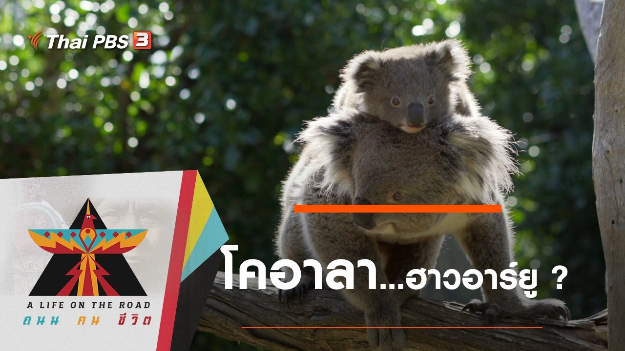 โคอาลา...ฮาวอาร์ยู ?