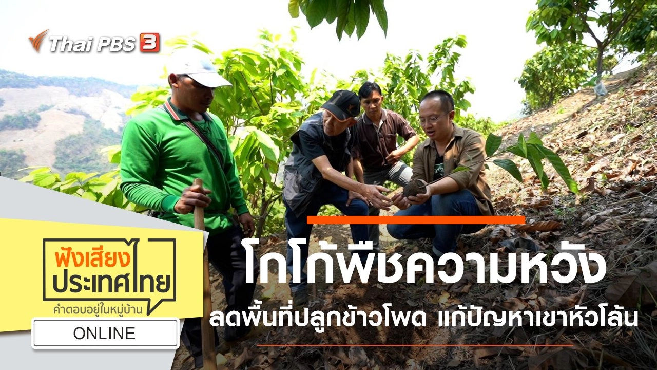 Online : โกโก้พืชความหวัง ลดพื้นที่ปลูกข้าวโพด แก้ปัญหาเขาหัวโล้น