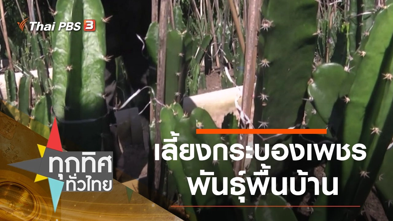 เลี้ยงกระบองเพชรพันธุ์พื้นบ้าน