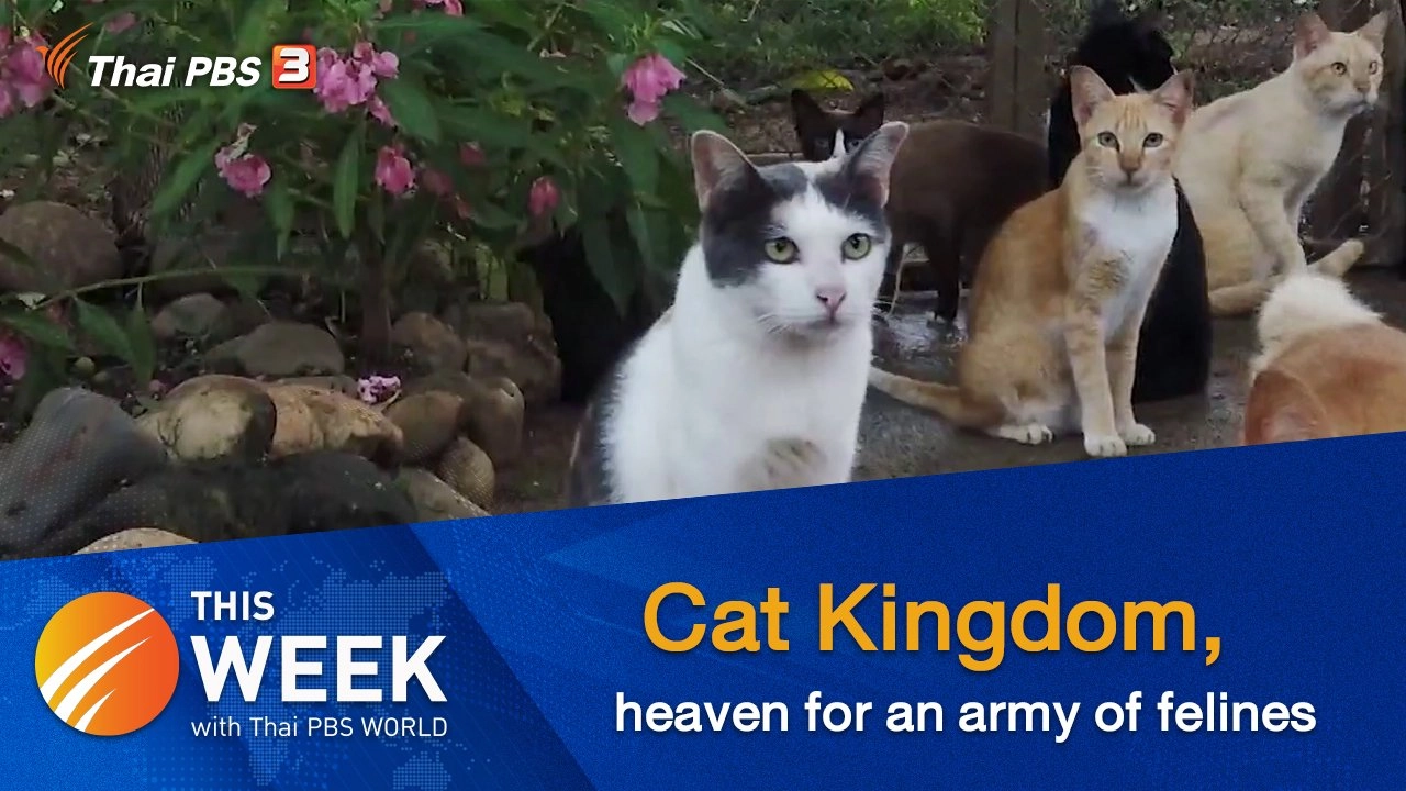 Cat Kingdom, heaven for an army of felines