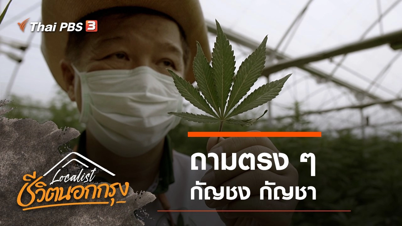 ถามตรง ๆ กัญชง กัญชา