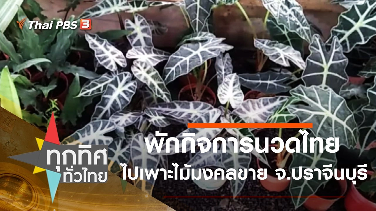 พักกิจการนวดไทยไปเพาะไม้มงคลขาย จ.ปราจีนบุรี