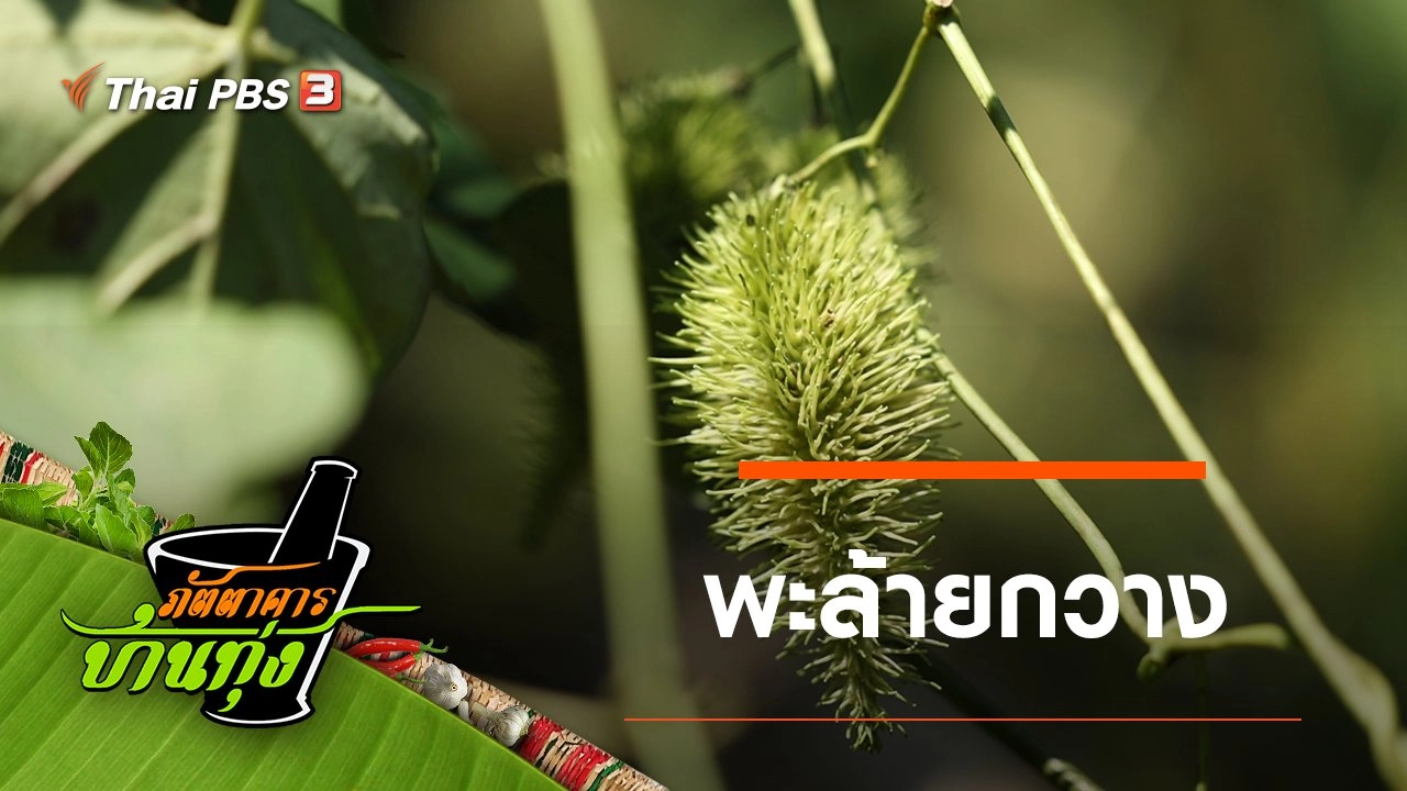 พะล้ายกวาง