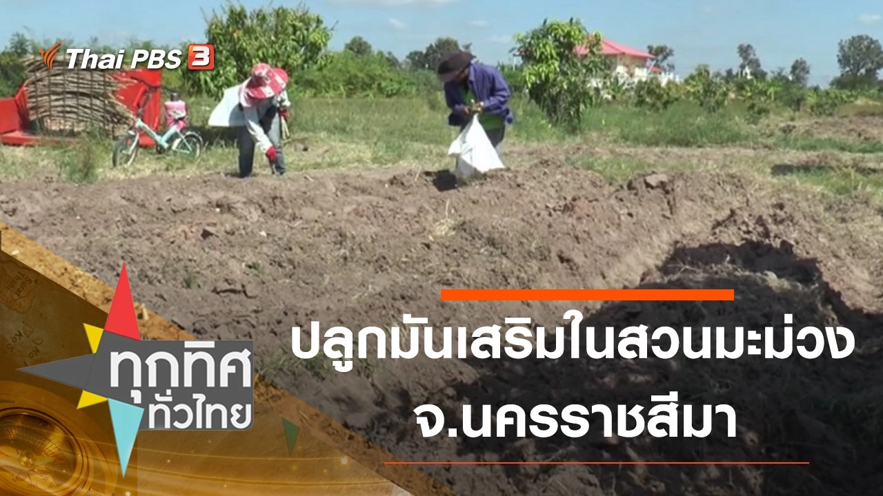 ปลูกมันเสริมในสวนมะม่วง จ.นครราชสีมา