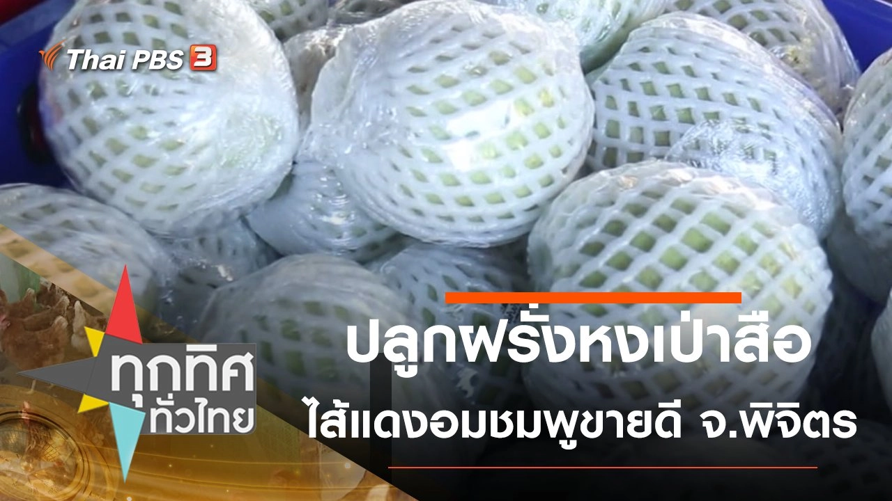 ปลูกฝรั่งหงเป่าสือไส้แดงอมชมพูขายดี จ.พิจิตร