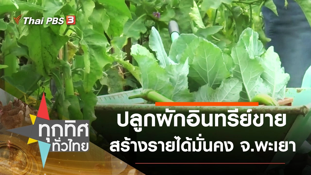 ปลูกผักอินทรีย์ขายสร้างรายได้มั่นคง จ.พะเยา