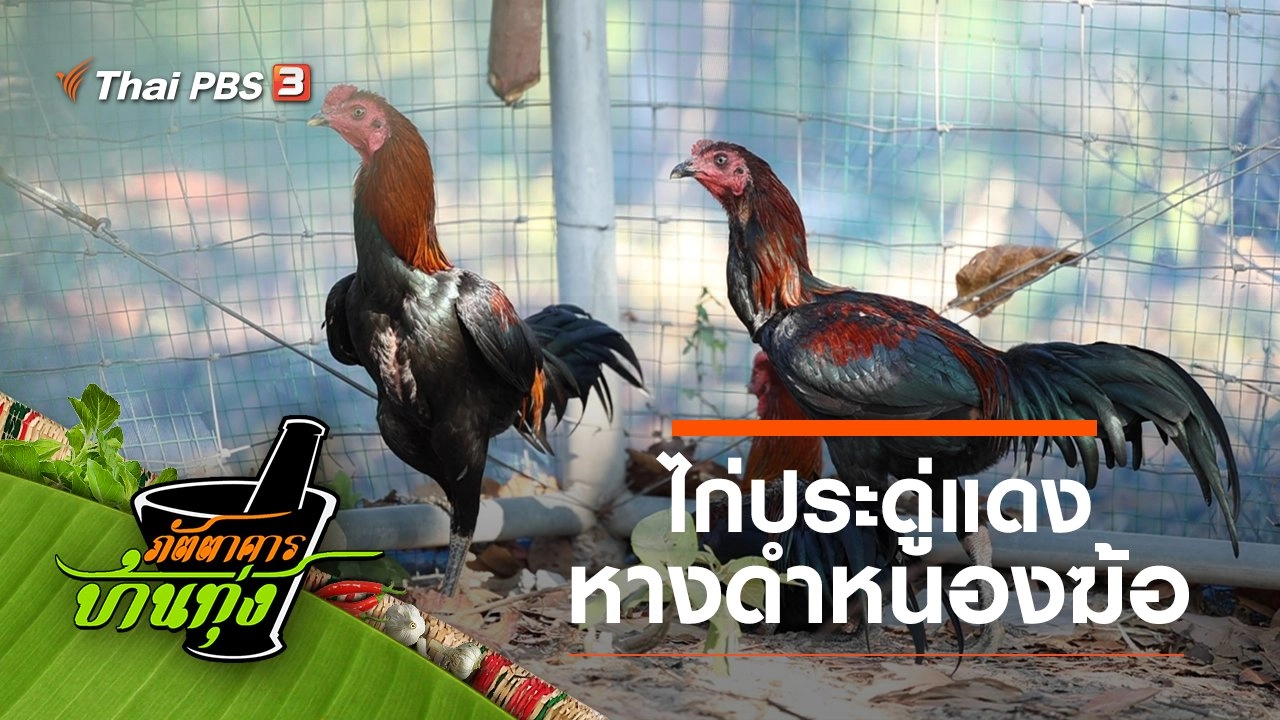 ไก่ประดู่แดงหางดำหนองฆ้อ