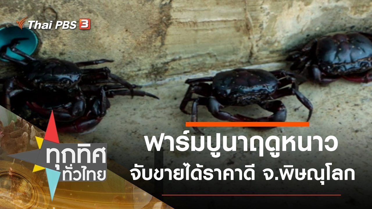 ฟาร์มปูนาฤดูหนาวจับขายได้ราคาดี จ.พิษณุโลก