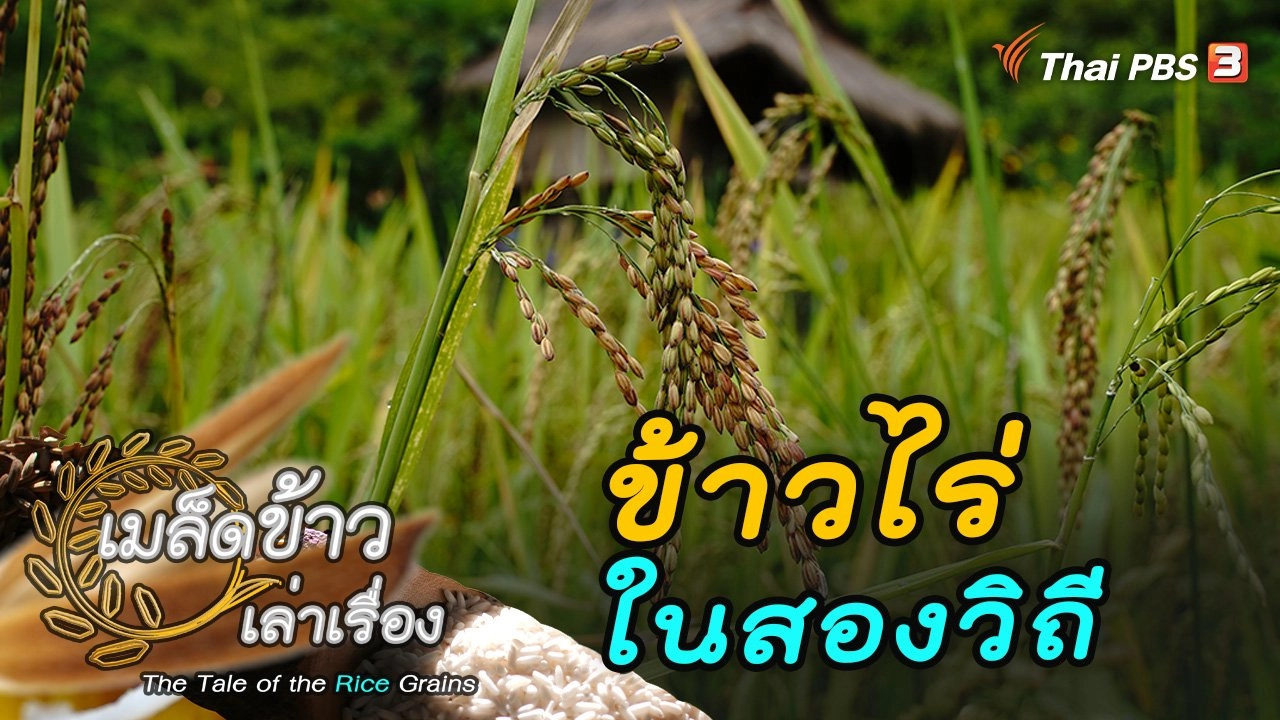 ข้าวไร่ ในสองวิถี