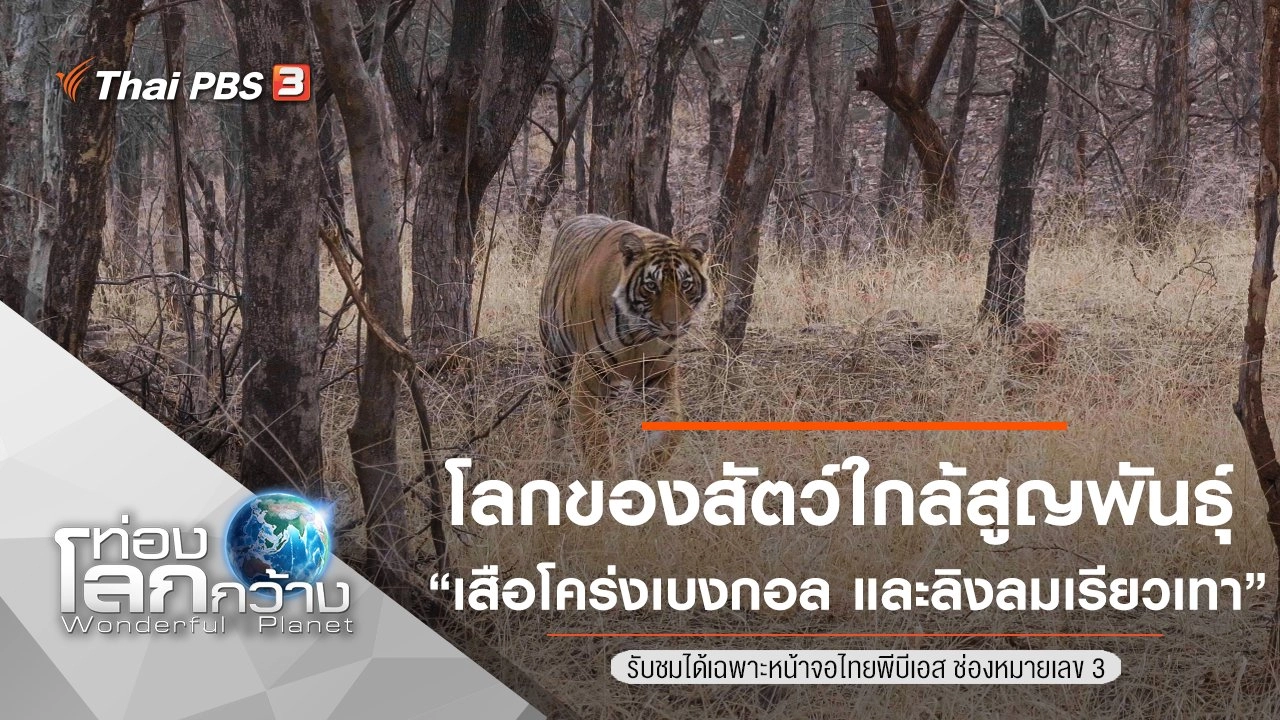 โลกของสัตว์ใกล้สูญพันธุ์ ตอน เสือโคร่งเบงกอล และลิงลมเรียวเทา