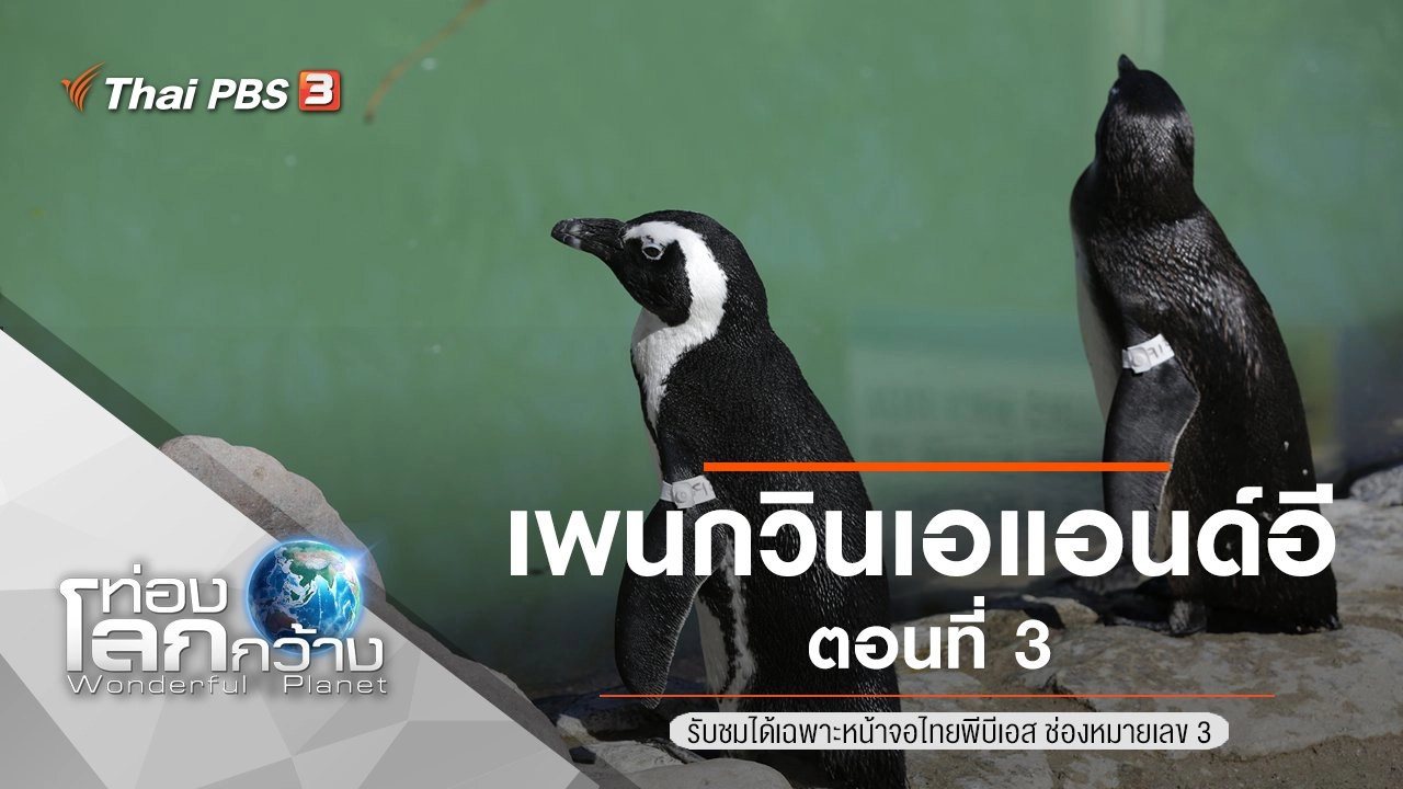 เพนกวินเอแอนด์อี ตอนที่ 3