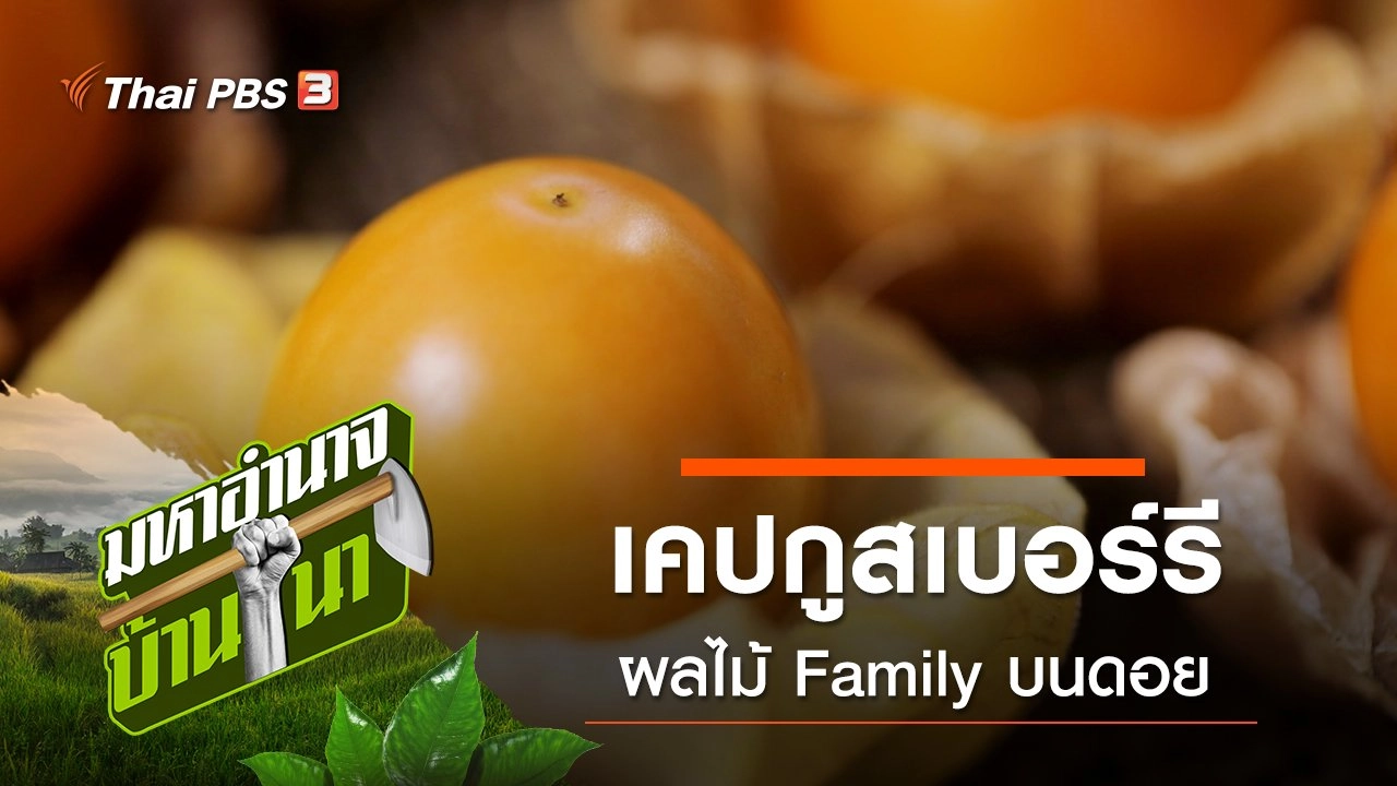 เคปกูสเบอร์รี ผลไม้ Family บนดอย