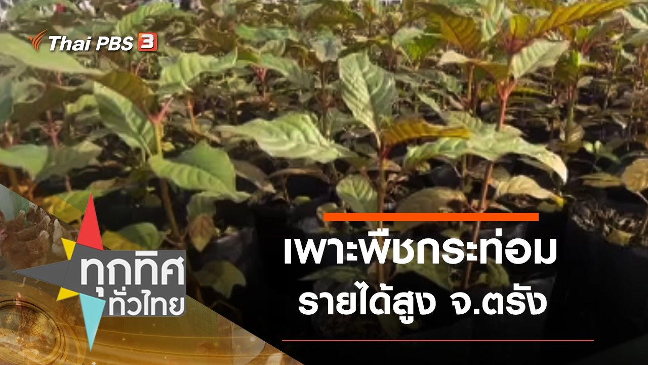 เพาะพืชกระท่อมส่ง รง.อุตสาหกรรมรายได้สูง จ.ตรัง