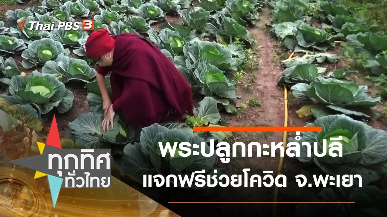 พระปลูกกะหล่ำปลีแจกฟรีช่วยโควิด จ.พะเยา