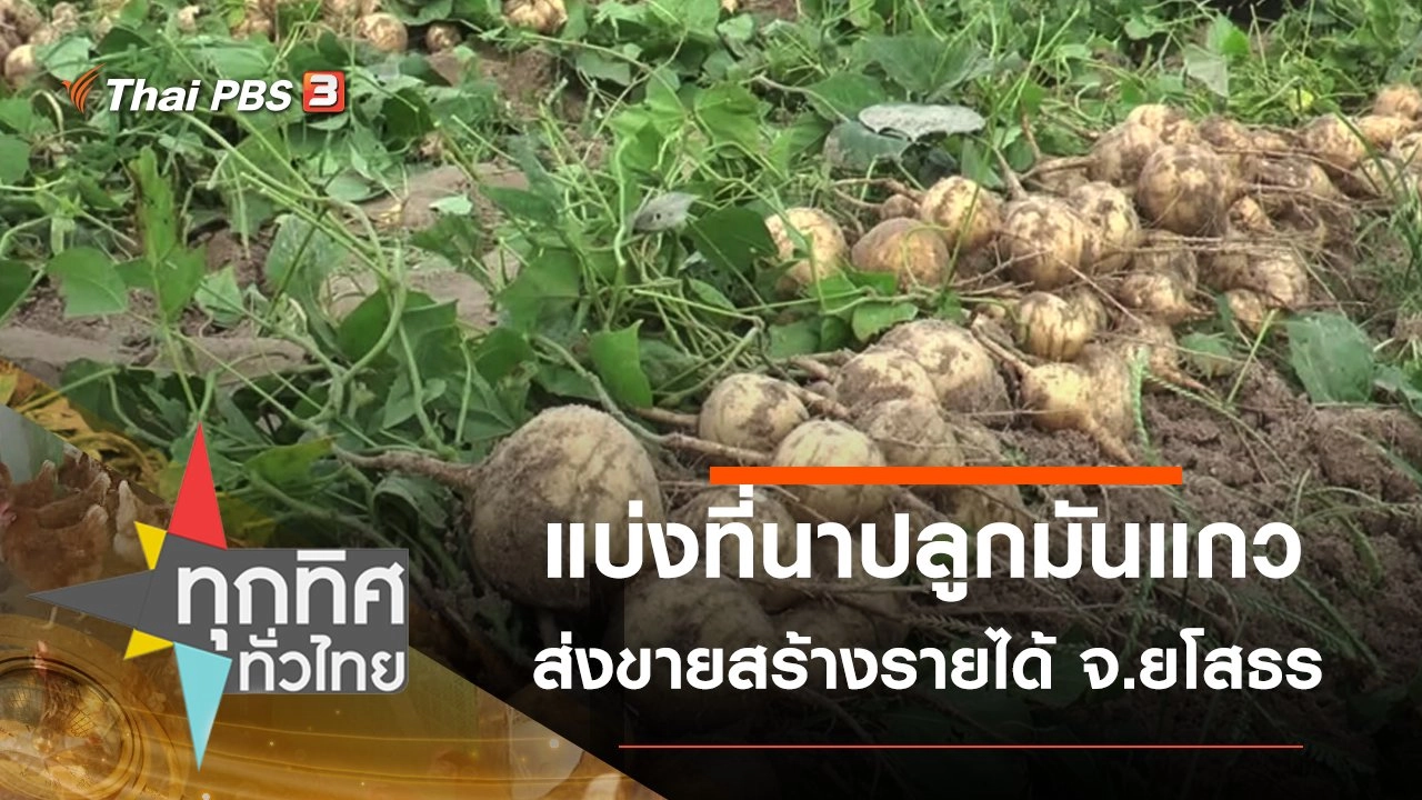 แบ่งที่นาปลูกมันแกวส่งขายสร้างรายได้ จ.ยโสธร