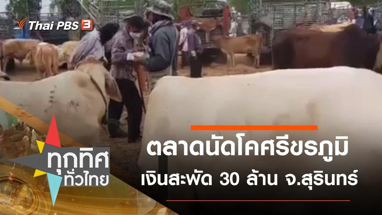 ตลาดนัดโคศรีขรภูมิเงินสะพัด 30 ล้าน จ.สุรินทร์