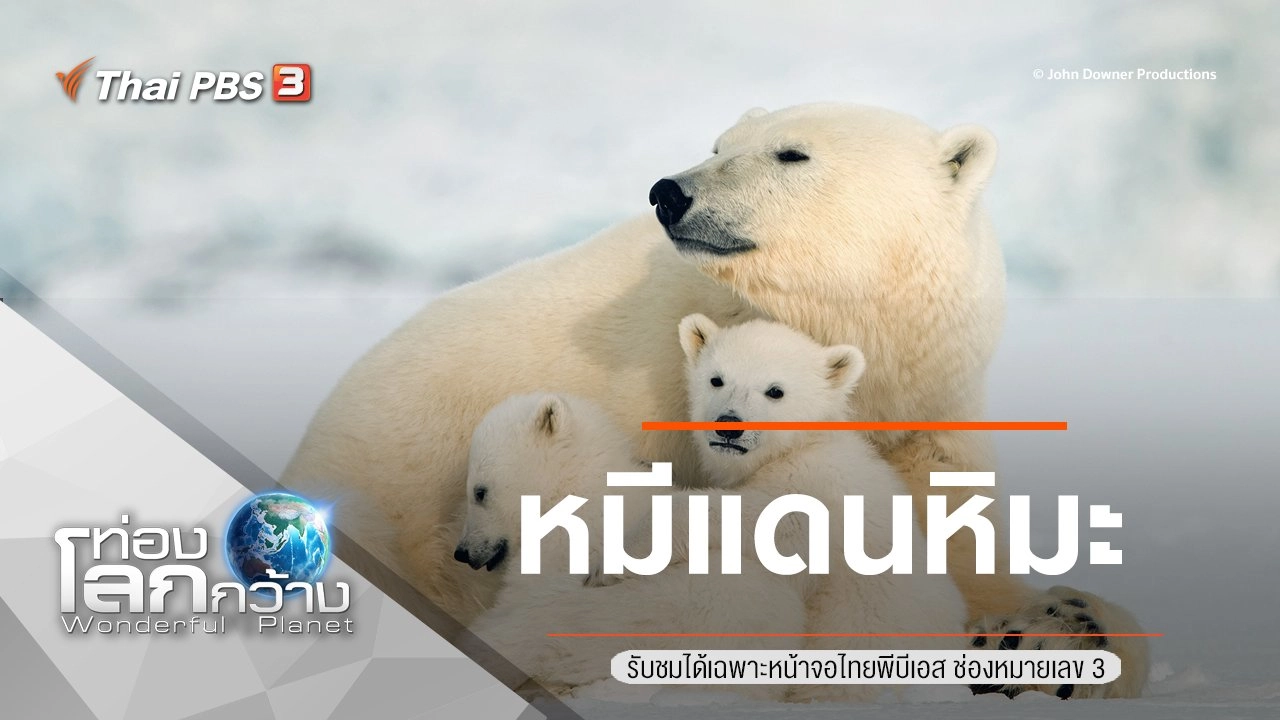 หมีแดนหิมะ