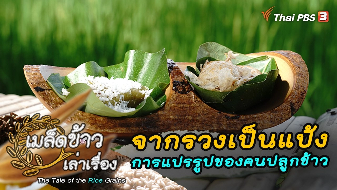 จากรวงมาเป็นแป้ง การเล่นแร่แปรรูปของคนปลูกข้าว