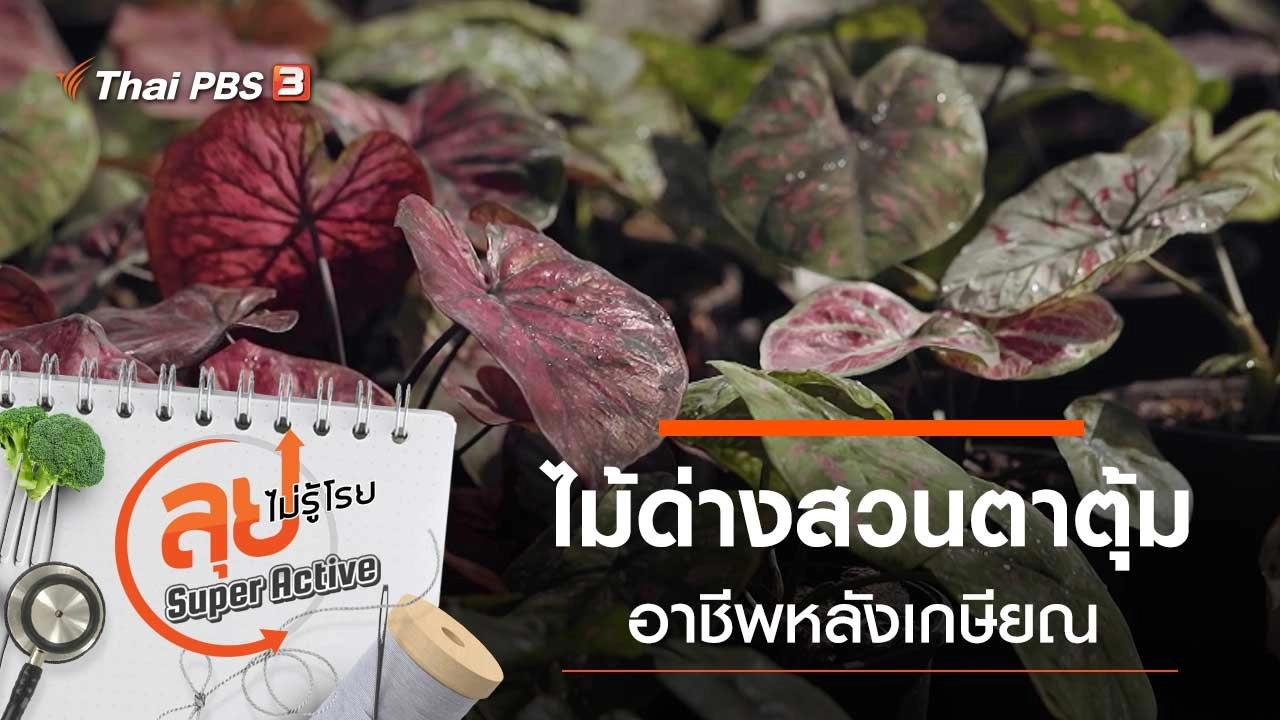 ไม้ด่างสวนตาตุ้ม