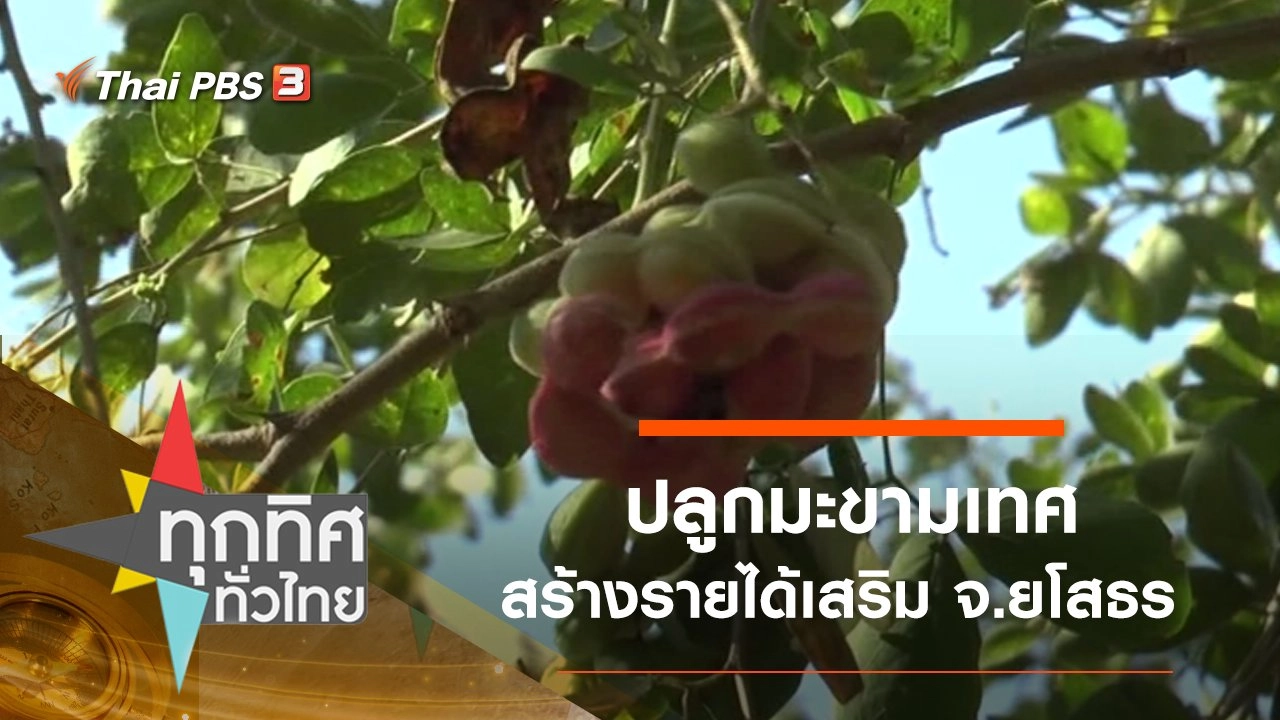 ปลูกมะขามเทศสร้างรายได้เสริม จ.ยโสธร