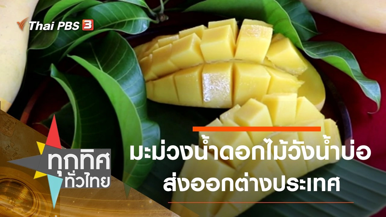 มะม่วงน้ำดอกไม้วังน้ำบ่อส่งออกต่างประเทศ จ.พิษณุโลก