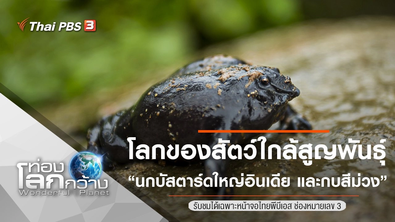 โลกของสัตว์ใกล้สูญพันธุ์ ตอน นกบัสตาร์ดใหญ่อินเดีย และกบสีม่วง