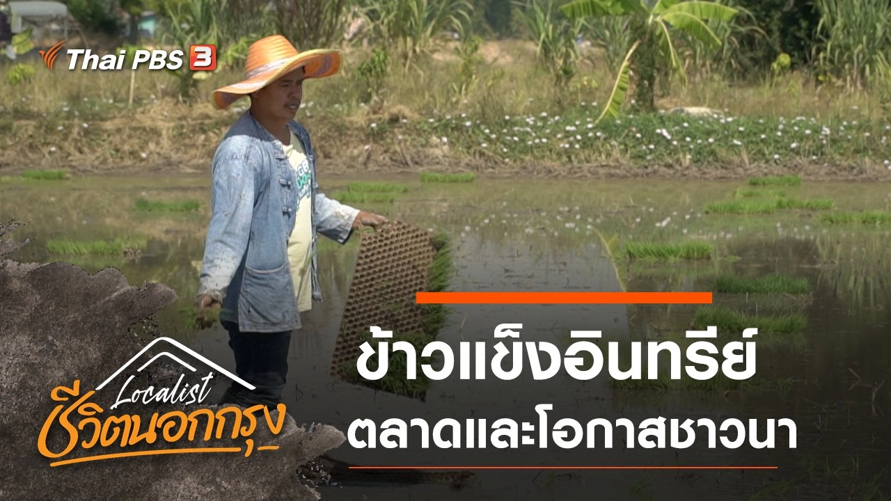ข้าวแข็งอินทรีย์ ตลาดและโอกาสชาวนา