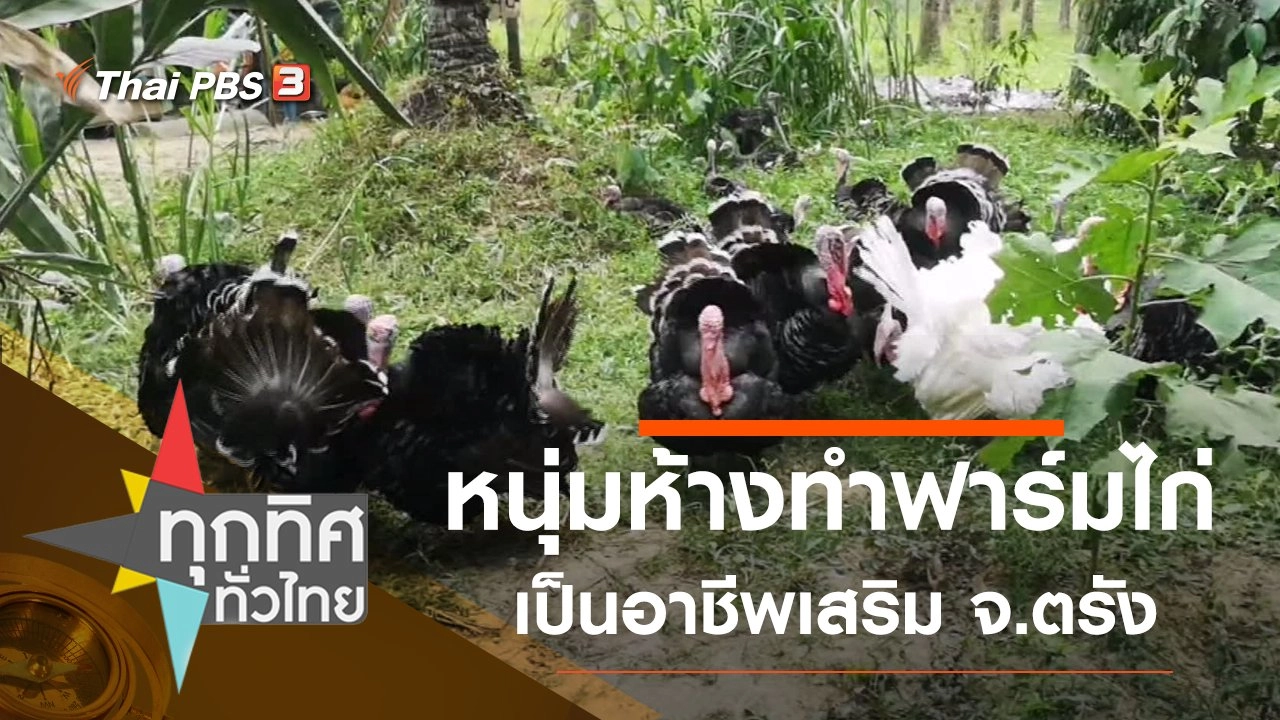 หนุ่มห้างทำฟาร์มไก่เป็นอาชีพเสริม จ.ตรัง