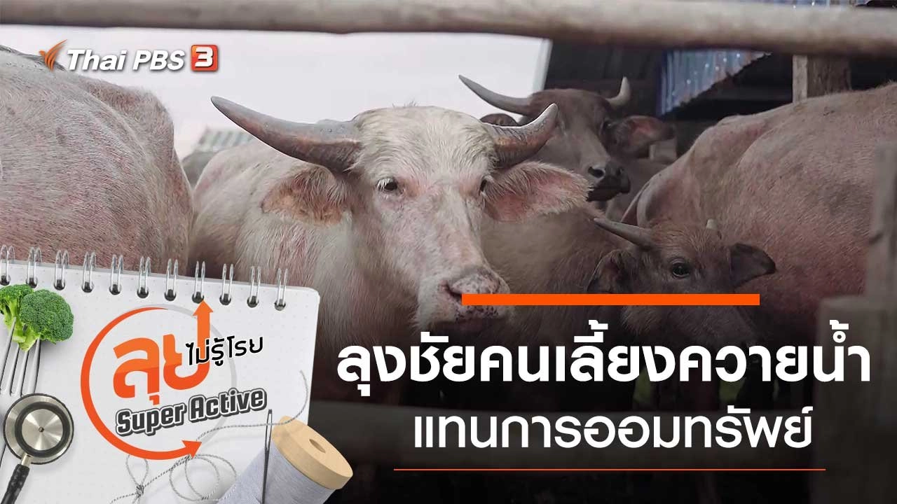 ลุงชัยคนเลี้ยงควายน้ำแทนการออมทรัพย์