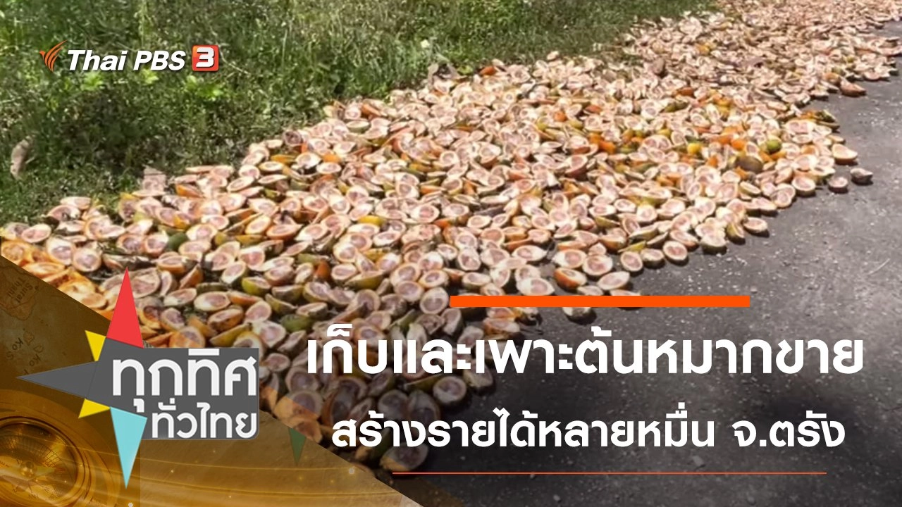 เก็บและเพาะต้นหมากขายสร้างรายได้หลายหมื่น จ.ตรัง