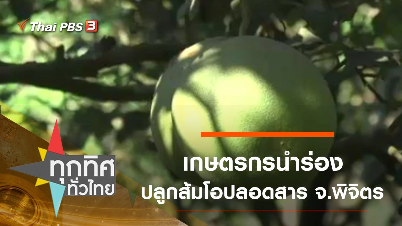 เกษตรกรนำร่องปลูกส้มโอปลอดสาร จ.พิจิตร