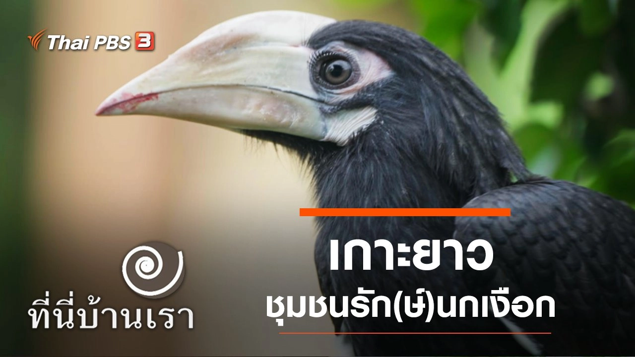 เกาะยาว ชุมชนรัก(ษ์)นกเงือก