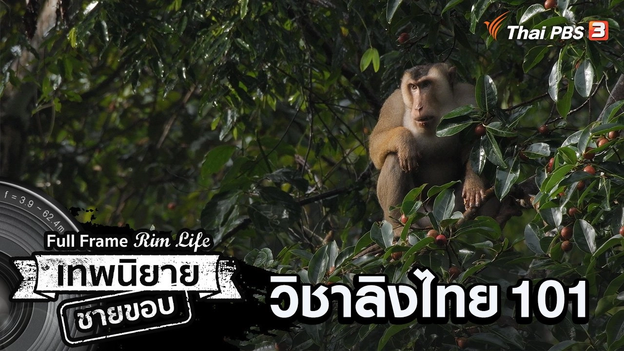 วิชาลิงไทย 101