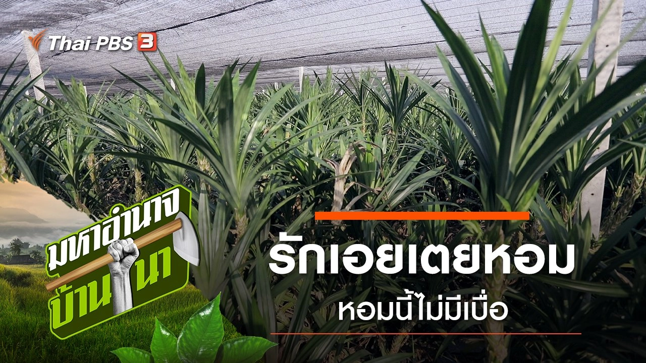 รักเอยเตยหอม…หอมนี้ไม่มีเบื่อ