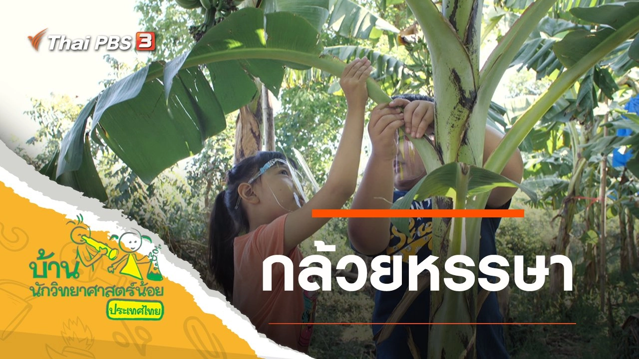 กล้วยหรรษา