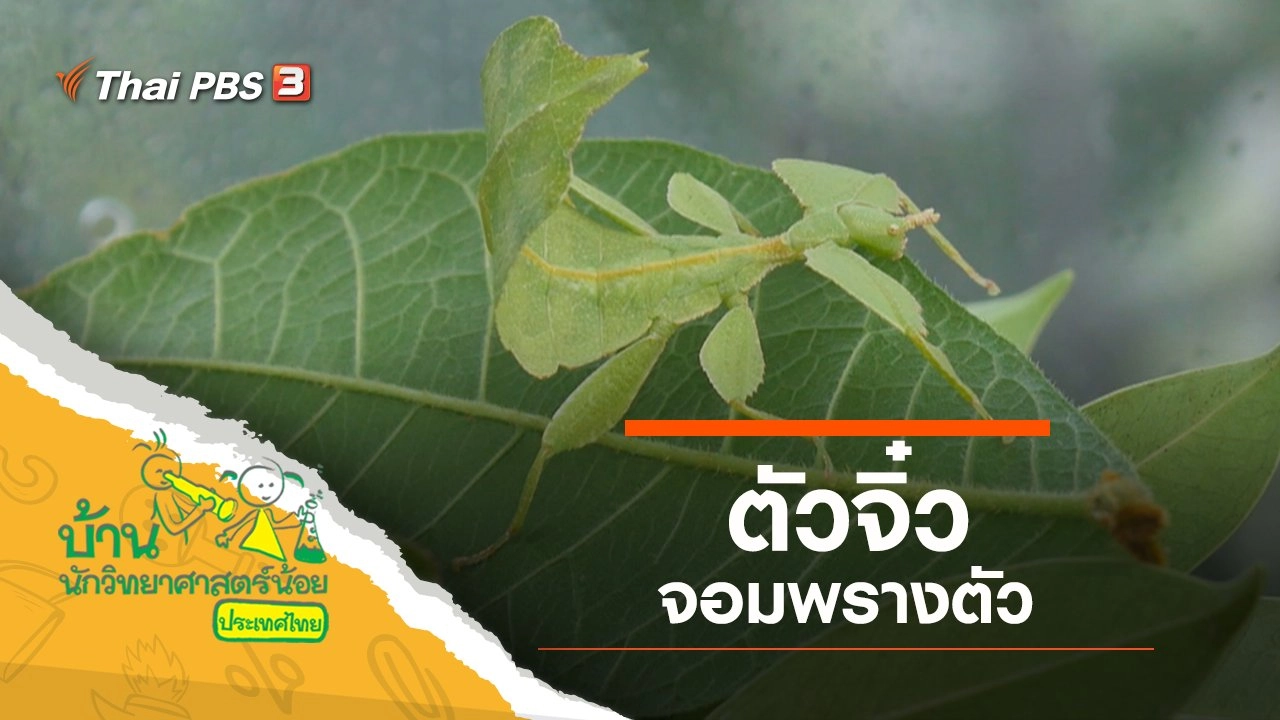 ตัวจิ๋วจอมพรางตัว