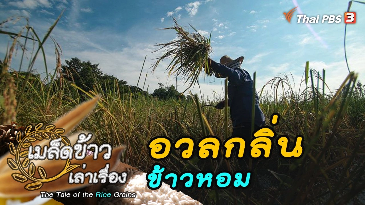 อวลกลิ่นข้าวหอม